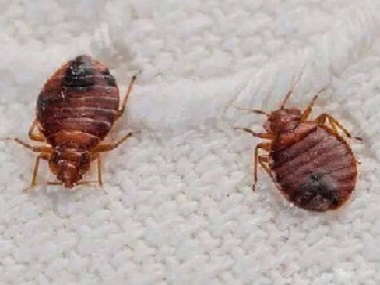 和顺病媒生物消杀公司：发现家里有臭虫怎么办