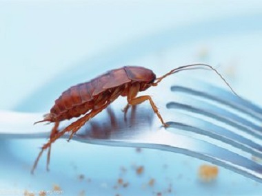 南海杀虫灭鼠中心——消灭蟑螂的方法