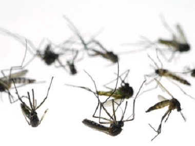 小塘专业除四害中心驱蚊子最有效的方法是什么