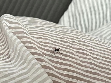 黄岐病媒生物防控中心社区蚊子大作战，你参与了吗？