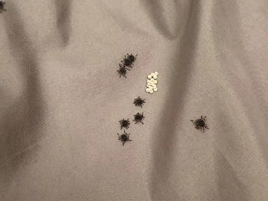 和顺杀虫灭鼠机构家里有臭虫怎么办？几招教你消灭它们！