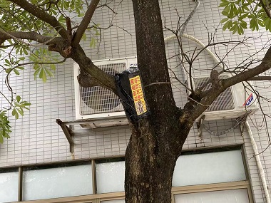 罗村白蚁预防站防治杉木白蚁的7个小妙招